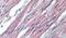 Integrin Subunit Alpha 3 antibody, PA5-33859, Invitrogen Antibodies, Immunohistochemistry frozen image 