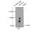 Pannexin 1 antibody, 12595-1-AP, Proteintech Group, Immunoprecipitation image 