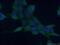 ARSA antibody, 66346-1-Ig, Proteintech Group, Immunofluorescence image 