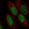 Anti-Silencing Function 1A Histone Chaperone antibody, NBP2-57504, Novus Biologicals, Immunofluorescence image 