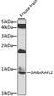 GABA Type A Receptor Associated Protein Like 2 antibody, STJ110092, St John