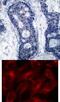 Eukaryotic Translation Initiation Factor 4E antibody, 79-374, ProSci, Immunohistochemistry frozen image 