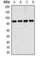 Mitogen-Activated Protein Kinase 7 antibody, orb378168, Biorbyt, Western Blot image 