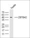 Zinc Finger And BTB Domain Containing 42 antibody, orb158758, Biorbyt, Western Blot image 