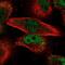 MYB Proto-Oncogene Like 2 antibody, NBP2-56847, Novus Biologicals, Immunocytochemistry image 
