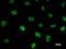 TATA-Box Binding Protein Associated Factor 6 antibody, LS-C342406, Lifespan Biosciences, Immunofluorescence image 