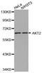 AKT Serine/Threonine Kinase 2 antibody, MBS127292, MyBioSource, Western Blot image 