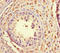 TATA-Box Binding Protein Associated Factor 2 antibody, LS-C679720, Lifespan Biosciences, Immunohistochemistry paraffin image 