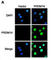 PR domain zinc finger protein 14 antibody, abx026617, Abbexa, Western Blot image 