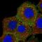 Ezrin antibody, NBP2-36762, Novus Biologicals, Immunocytochemistry image 
