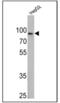 Calnexin antibody, NB300-518, Novus Biologicals, Western Blot image 