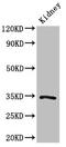 Kruppel Like Factor 7 antibody, orb400492, Biorbyt, Western Blot image 