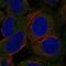 Lipase E, Hormone Sensitive Type antibody, NBP2-58889, Novus Biologicals, Immunofluorescence image 