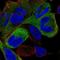 Kinesin Family Member 11 antibody, NBP2-58929, Novus Biologicals, Immunofluorescence image 