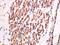 CUGBP Elav-Like Family Member 1 antibody, orb182891, Biorbyt, Immunohistochemistry paraffin image 