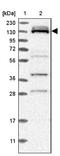 RNA Binding Motif Protein 12B antibody, NBP1-85981, Novus Biologicals, Western Blot image 