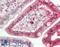 Tissue Factor Pathway Inhibitor antibody, LS-B11913, Lifespan Biosciences, Immunohistochemistry paraffin image 