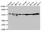 Dihydrolipoamide Dehydrogenase antibody, CSB-PA006928LA01HU, Cusabio, Western Blot image 