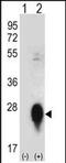 C-Type Lectin Domain Family 3 Member B antibody, PA5-71735, Invitrogen Antibodies, Western Blot image 