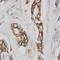 Cell Division Cycle 42 antibody, orb27579, Biorbyt, Immunohistochemistry paraffin image 