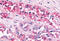 G Protein-Coupled Receptor 119 antibody, MBS243889, MyBioSource, Immunohistochemistry frozen image 