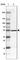 Coiled-Coil Domain Containing 73 antibody, HPA042995, Atlas Antibodies, Western Blot image 