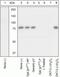 Spleen Associated Tyrosine Kinase antibody, 44-233G, Invitrogen Antibodies, Western Blot image 