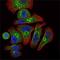 Erythropoietin antibody, GTX82784, GeneTex, Immunofluorescence image 