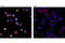 Paired Box 5 antibody, 8970T, Cell Signaling Technology, Immunofluorescence image 