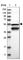 Nitric Oxide Synthase 1 Adaptor Protein antibody, HPA030066, Atlas Antibodies, Western Blot image 