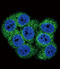 Discoidin Domain Receptor Tyrosine Kinase 1 antibody, LS-C100877, Lifespan Biosciences, Immunofluorescence image 