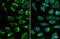 Cytochrome C Oxidase Subunit 4I1 antibody, NBP2-15975, Novus Biologicals, Immunocytochemistry image 