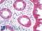Junction Plakoglobin antibody, LS-B9801, Lifespan Biosciences, Immunohistochemistry frozen image 