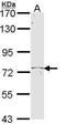 T-box transcription factor TBX2 antibody, PA5-29768, Invitrogen Antibodies, Western Blot image 