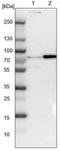 Brevican antibody, NBP1-89992, Novus Biologicals, Western Blot image 
