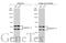 Lamin A/C antibody, GTX101127, GeneTex, Western Blot image 