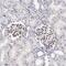 Serum Response Factor antibody, NBP1-87814, Novus Biologicals, Immunohistochemistry frozen image 
