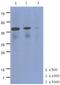 Cytokine Receptor Like Factor 2 antibody, MBS200266, MyBioSource, Western Blot image 