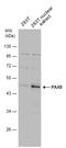 Paired Box 8 antibody, GTX101583, GeneTex, Western Blot image 