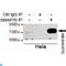 Switching B Cell Complex Subunit SWAP70 antibody, LS-C813128, Lifespan Biosciences, Immunoprecipitation image 