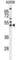 Alpha-1-antitrypsin antibody, abx034372, Abbexa, Western Blot image 