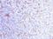 CD11C antibody, 33-597, ProSci, Western Blot image 