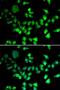 Structural Maintenance Of Chromosomes 1A antibody, LS-C346184, Lifespan Biosciences, Immunofluorescence image 