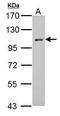 Enhancer of filamentation 1 antibody, PA5-34713, Invitrogen Antibodies, Western Blot image 