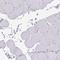 Cytochrome B5 Type A antibody, HPA047548, Atlas Antibodies, Immunohistochemistry frozen image 