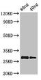 Prolactin antibody, orb50946, Biorbyt, Western Blot image 
