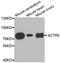 Actin Related Protein 5 antibody, STJ26354, St John