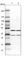 Betaine--Homocysteine S-Methyltransferase 2 antibody, HPA044573, Atlas Antibodies, Western Blot image 