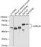 Adrenoceptor Alpha 2B antibody, GTX00651, GeneTex, Western Blot image 