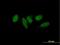 Mediator Complex Subunit 9 antibody, H00055090-B01P, Novus Biologicals, Immunofluorescence image 